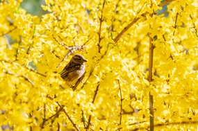 春天麻雀迎春花摄影图片